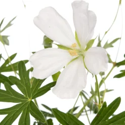 Hot Storchschnabel (Geranium sanguineum 'Album') D 11 H 10 cm Winterharte Pflanzen|Mehrjährige Pflanzen