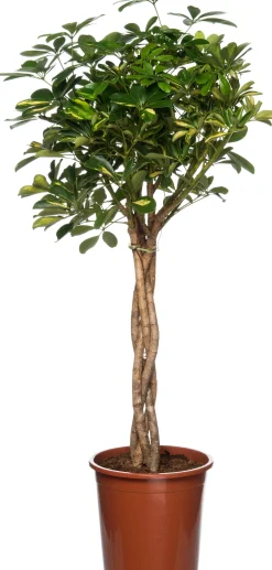 New Strahlenaralie (Schefflera arboricola 'Compacta') D 27 H 120 cm Grünpflanzen|Große Pflanzen