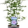 Hot Straucheibisch (Hibiscus syriacus 'Oiseau Blue') D 23 H 60 cm Hibiskus|Blühende Pflanzen