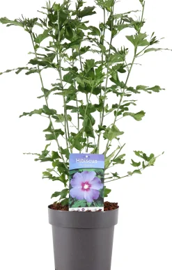 Hot Straucheibisch (Hibiscus syriacus 'Oiseau Blue') D 23 H 60 cm Hibiskus|Blühende Pflanzen