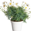 Clearance Strauchmargerite (Argyranthemum frutescens) weiß D 14 H 25 cm Blühende Pflanzen|Einjährige Pflanzen