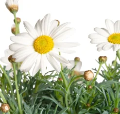Clearance Strauchmargerite (Argyranthemum frutescens) weiß D 14 H 25 cm Blühende Pflanzen|Einjährige Pflanzen