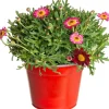 Outlet Strauchmargerite (Argyranthemum frutescens) rot D 14 H 25 cm Blühende Pflanzen|Einjährige Pflanzen