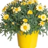 Online Strauchmargerite (Argyranthemum frutescens) gelb D 14 H 25 cm Blühende Pflanzen|Einjährige Pflanzen