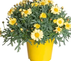Online Strauchmargerite (Argyranthemum frutescens) gelb D 14 H 25 cm Blühende Pflanzen|Einjährige Pflanzen