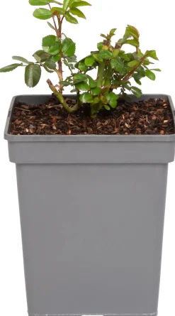 Online Strauchrose (Rosa 'Garden of Roses') D 23 H 25 cm Blühende Pflanzen|Winterharte Pflanzen
