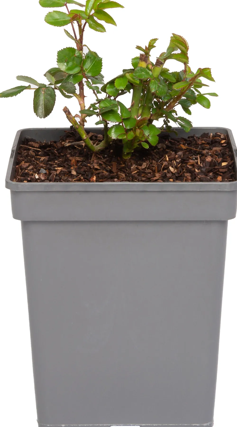 Online Strauchrose (Rosa 'Garden of Roses') D 23 H 25 cm Blühende Pflanzen|Winterharte Pflanzen
