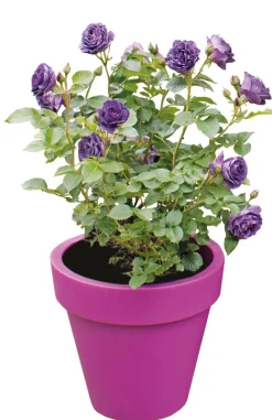 Best Strauchrose (Rosa minerva) D 23 H 35 cm Rosen