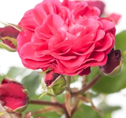 New Strauchrose (Rosa 'Red Meilove') Rosen