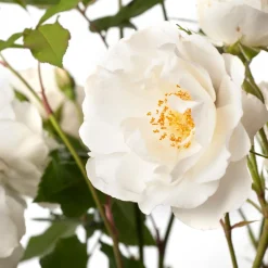 Sale Strauchrose (Rosa 'Schneewittchen') Immergrüne Pflanzen|Rosen