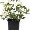 Best Strauchrose (Rosa 'White Meilove') Rosen