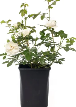 Best Strauchrose (Rosa 'White Meilove') Rosen