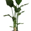 Sale Strelitzie (Strelitzia nicolai) D 21 cm H 100 cm Große Pflanzen|Blühende Zimmerpflanzen