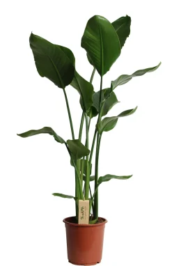 Sale Strelitzie (Strelitzia nicolai) D 21 cm H 100 cm Große Pflanzen|Blühende Zimmerpflanzen