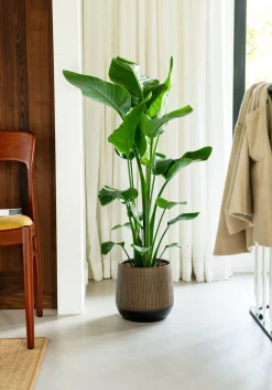 Sale Strelitzie (Strelitzia nicolai) D 21 cm H 100 cm Große Pflanzen|Blühende Zimmerpflanzen