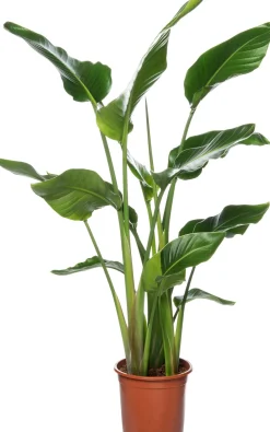 Online Strelitzie (Strelitzia nicolai) D 27 cm H 150 cm Große Pflanzen|Blühende Zimmerpflanzen