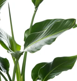 Online Strelitzie (Strelitzia nicolai) D 27 cm H 150 cm Große Pflanzen|Blühende Zimmerpflanzen