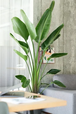 Sale Strelitzie (Strelitzia nicolai) D 27 H 150 cm Große Pflanzen|Blühende Zimmerpflanzen