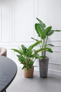 Sale Strelitzie (Strelitzia nicolai) D 27 H 150 cm Große Pflanzen|Blühende Zimmerpflanzen