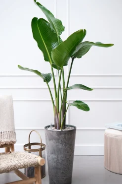 Sale Strelitzie (Strelitzia nicolai) D 27 H 150 cm Große Pflanzen|Blühende Zimmerpflanzen