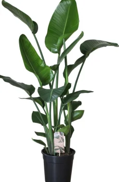 Best Strelitzie (Strelitzia nicolai) D 24 cm H 110 cm Große Pflanzen|Blühende Zimmerpflanzen