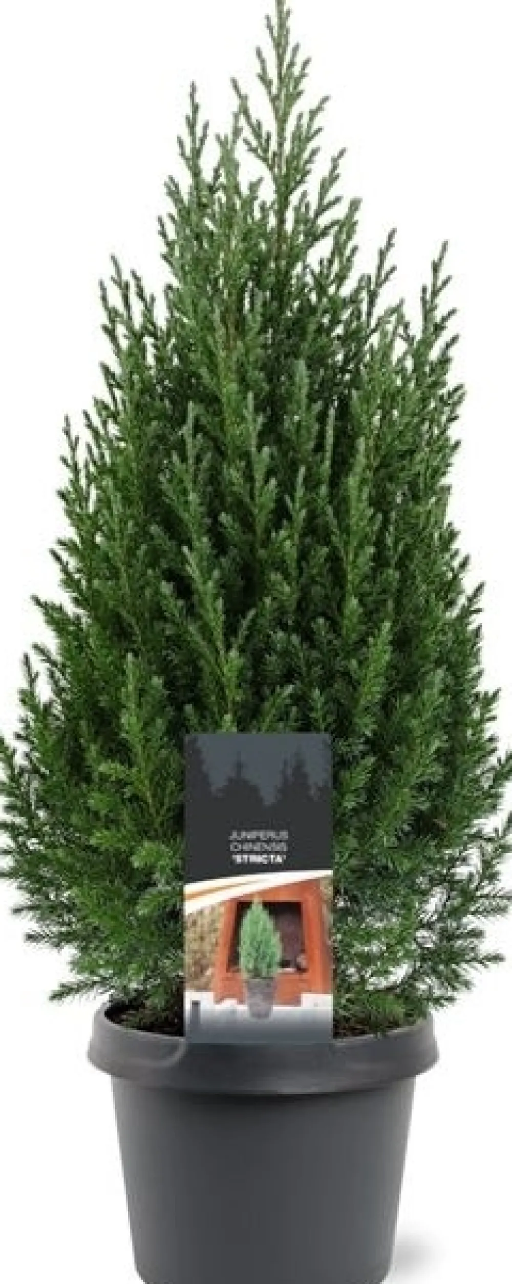 Online Säulenwacholder (Juniperus chinensis 'Stricta') D 19 H 70 cm Immergrüne Pflanzen|Winterharte Pflanzen