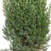 Discount Säulenwacholder (Juniperus chinensis 'Stricta') Immergrüne Pflanzen|Wacholder