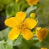 Outlet Sumpfdotterblume (Caltha Palustris) D 18 cm Teichpflanzen|Mehrjährige Pflanzen