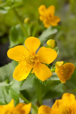 Outlet Sumpfdotterblume (Caltha Palustris) D 18 cm Teichpflanzen|Mehrjährige Pflanzen