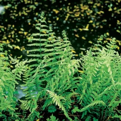 Clearance Sumpffarn (Thelypteris palustris) D 9 H 20 cm Farne|Teichpflanzen