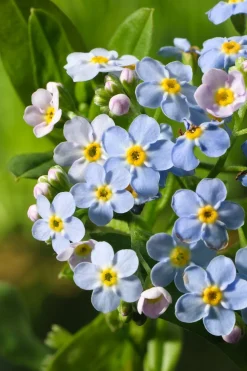 Sumpf-Vergissmeinnicht (Myosotis palustris) D 9 H 20 cm Blühende Pflanzen|Teichpflanzen