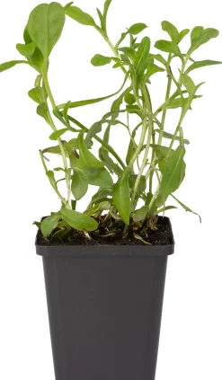 Sumpf-Vergissmeinnicht (Myosotis palustris) D 9 H 20 cm Blühende Pflanzen|Teichpflanzen