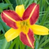 Sale Taglilie (Hemerocallis 'Frans Hals') Blühende Pflanzen|Winterharte Pflanzen