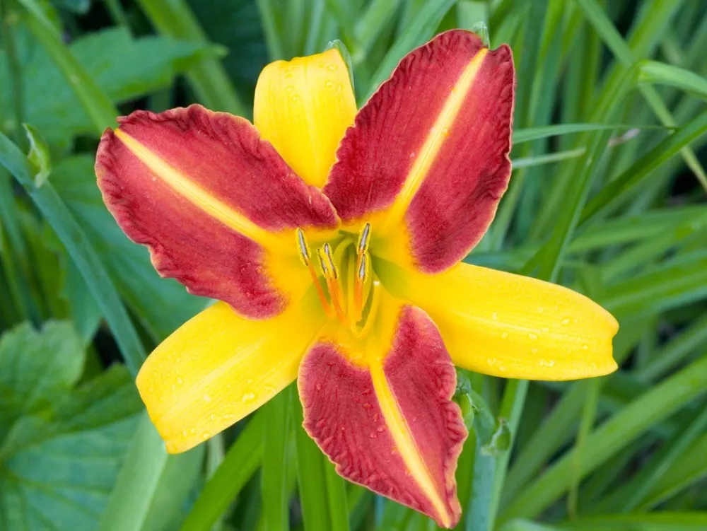 Sale Taglilie (Hemerocallis 'Frans Hals') Blühende Pflanzen|Winterharte Pflanzen