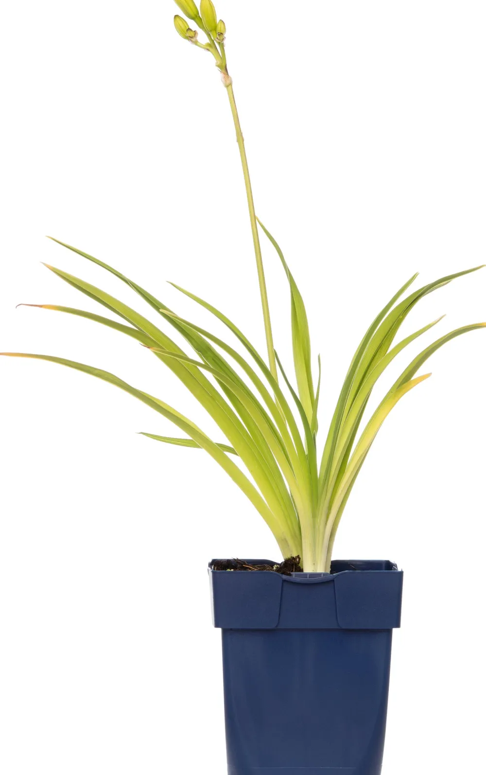 New Taglilie (Hemerocallis 'Joan Senior') D 11 H 10 cm Winterharte Pflanzen|Mehrjährige Pflanzen