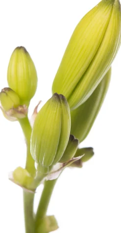 New Taglilie (Hemerocallis 'Joan Senior') D 11 H 10 cm Winterharte Pflanzen|Mehrjährige Pflanzen