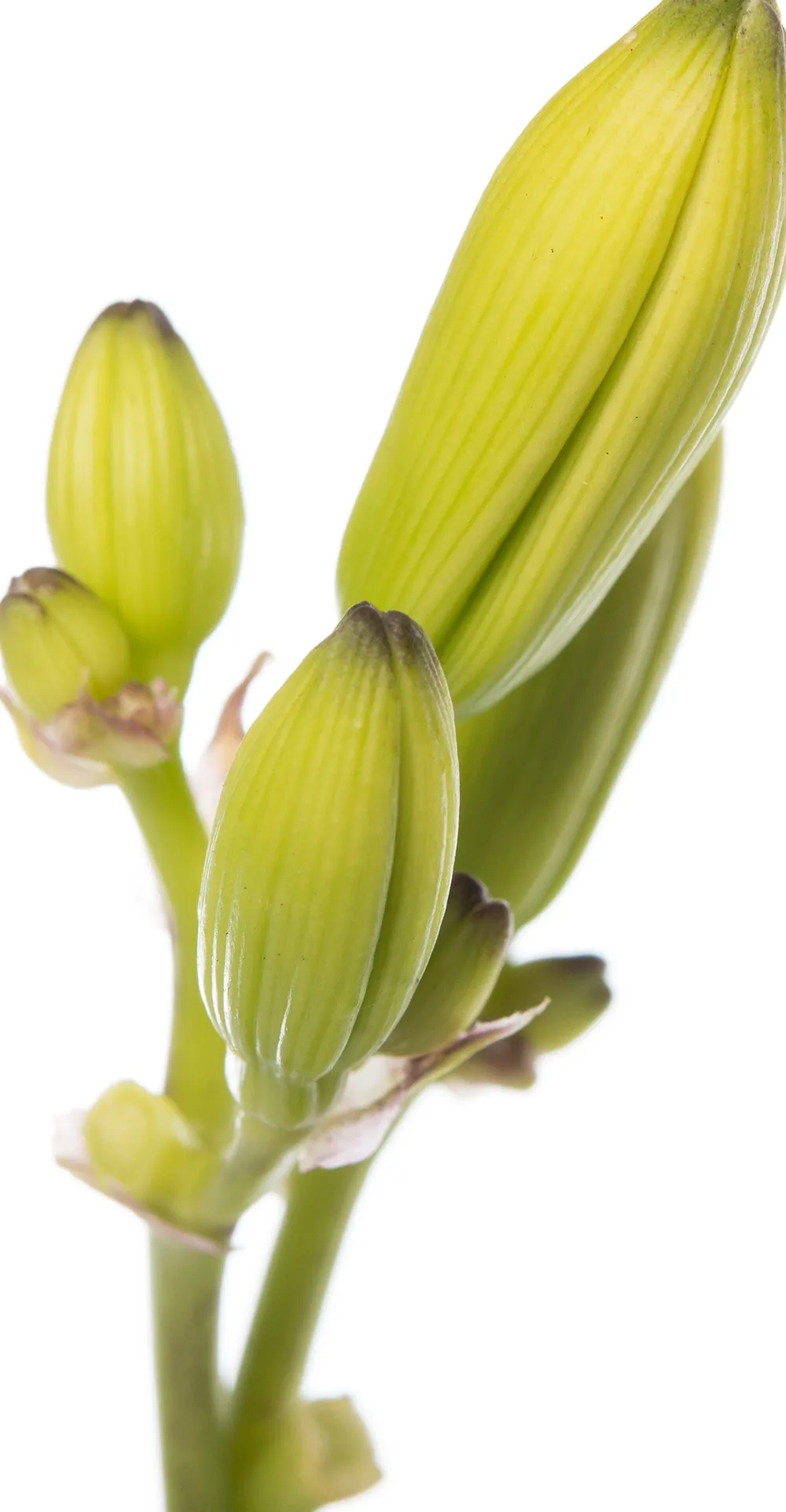 New Taglilie (Hemerocallis 'Joan Senior') D 11 H 10 cm Winterharte Pflanzen|Mehrjährige Pflanzen