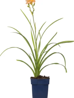 New Taglilie (Hemerocallis 'Mini Pearl') D 11 H 10 cm Blühende Pflanzen|Winterharte Pflanzen