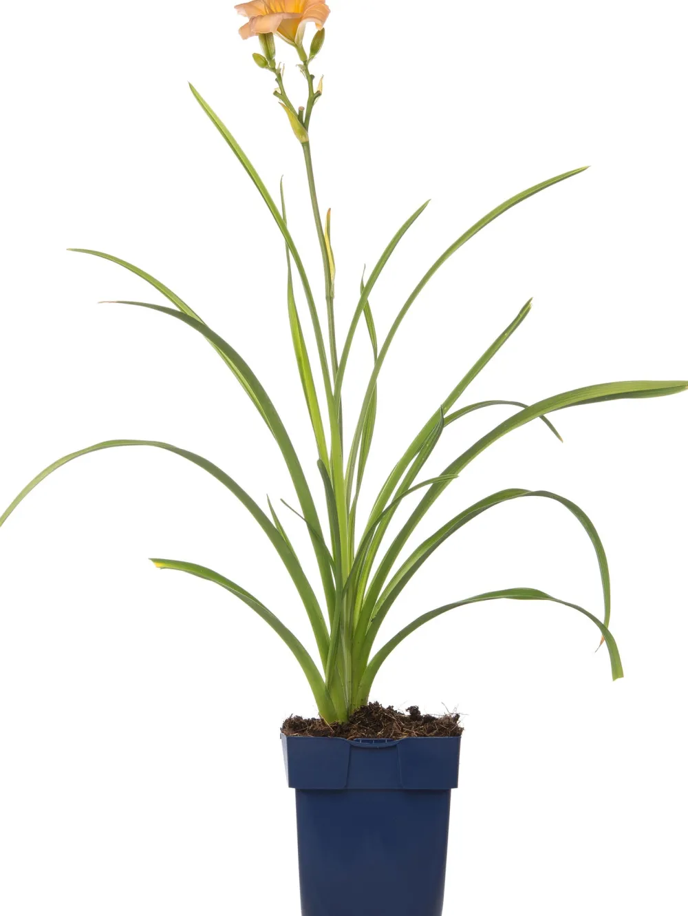 New Taglilie (Hemerocallis 'Mini Pearl') D 11 H 10 cm Blühende Pflanzen|Winterharte Pflanzen