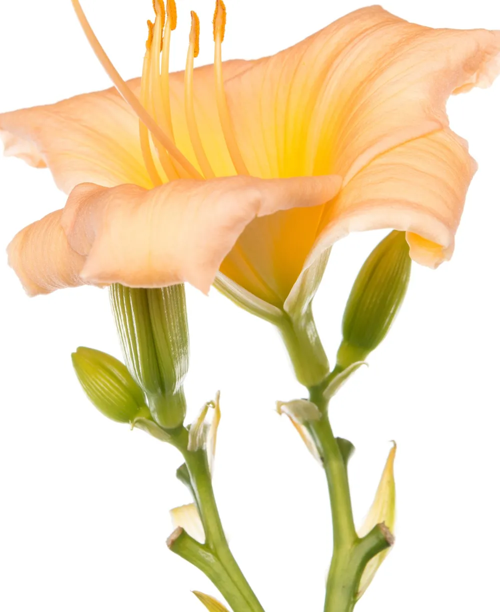 New Taglilie (Hemerocallis 'Mini Pearl') D 11 H 10 cm Blühende Pflanzen|Winterharte Pflanzen