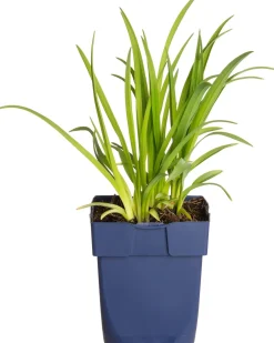 New Taglilie (Hemerocallis 'Sammy Russell') Blühende Pflanzen|Winterharte Pflanzen