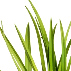 New Taglilie (Hemerocallis 'Sammy Russell') Blühende Pflanzen|Winterharte Pflanzen