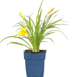 New Taglilie (Hemerocallis 'Stella De Oro') Blühende Pflanzen|Winterharte Pflanzen