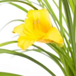 New Taglilie (Hemerocallis 'Stella De Oro') Blühende Pflanzen|Winterharte Pflanzen
