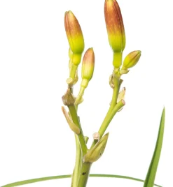 Taglilie (Hemerocallis 'Summer Wine') D 11 H 10 cm Blühende Pflanzen|Winterharte Pflanzen