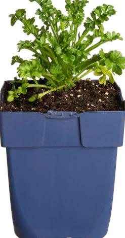 Clearance Tauben-Skabiose (Scabiosa 'Barocca') Blühende Pflanzen|Mehrjährige Pflanzen