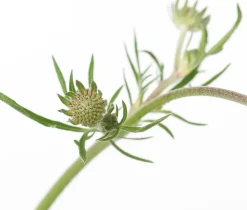 Sale Tauben-Skabiose (Scabiosa Columbaria 'Butterfly Blue') D 11 cm Mehrjährige Pflanzen|Skabiose