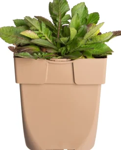 Hot Tauben-Skabiose (Scabiosa columbaria) D 11 H 10 cm Winterharte Pflanzen|Mehrjährige Pflanzen