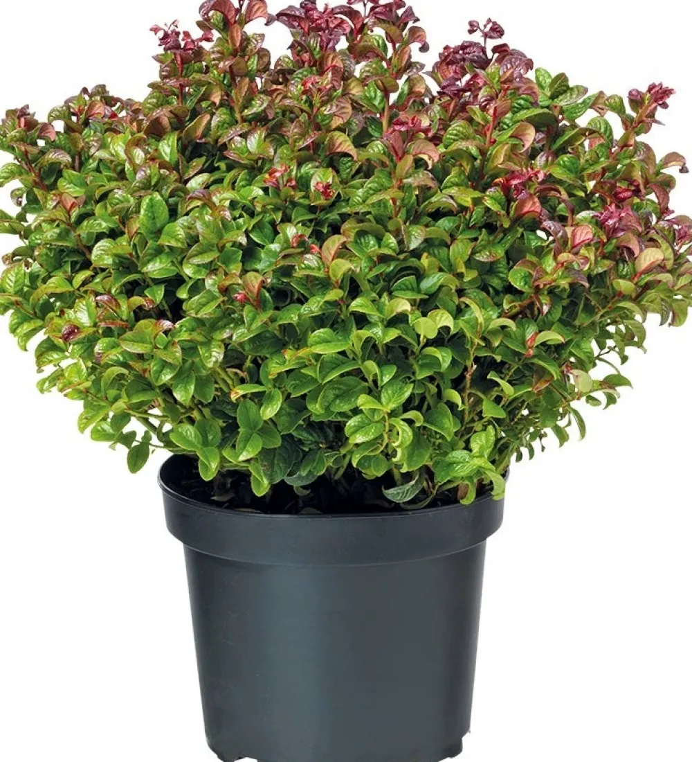 Sale Traubenheide (Leucotho) D 23 H 30 cm Immergrüne Pflanzen|Winterharte Pflanzen