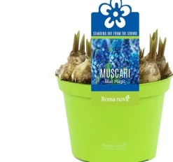 Online Traubenhyazinthe (Muscari 'Blue Magic') D 12 H 12 cm Kleine Zimmerpflanzen|Blühende Zimmerpflanzen
